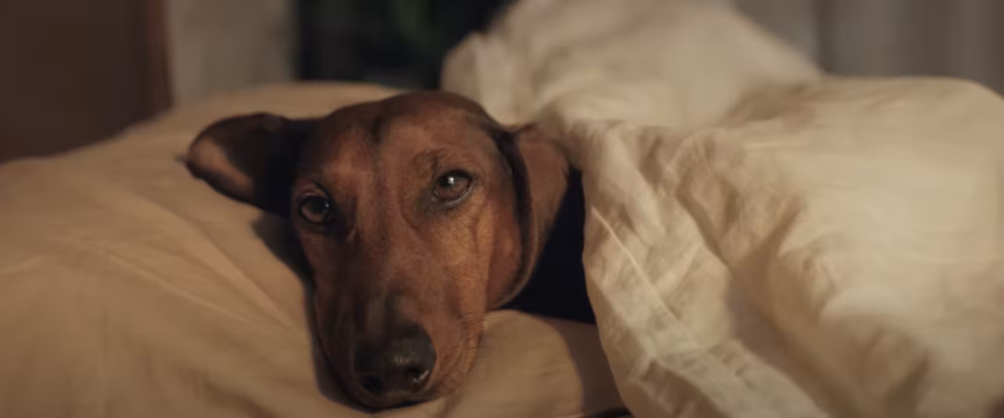 Howl You Know Milk-Bone