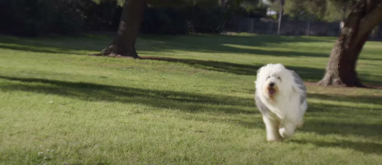 Pedigree Rebound Dogs